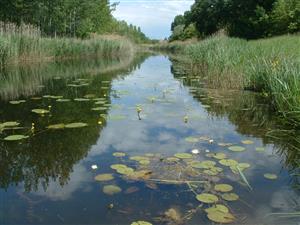 eutrofizovaný kanál (2)